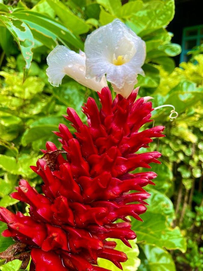 Flor De La Selva Lägenhet Puerto Nariño Exteriör bild